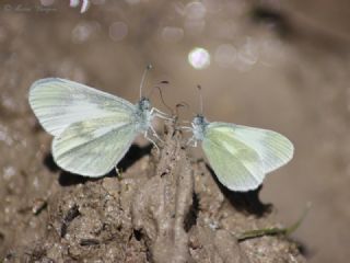 Doulu Narin Orman Beyaz (Leptidea duponcheli)