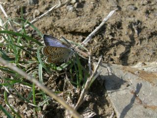 okgzl Mavi (Polyommatus icarus)