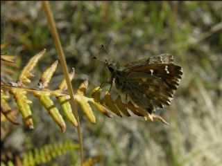 Hatmi Zpzp (Carcharodus alceae)