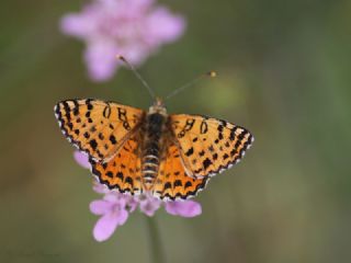Benekli �parhan&nbsp;(Melitaea&nbsp;didyma)