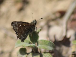 Hatmi Zpzp (Carcharodus alceae)