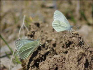 Kk Beyazmelek (Pieris rapae)