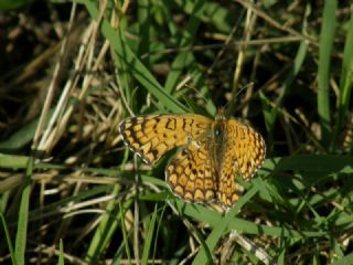 parhan (Melitaea cinxia)