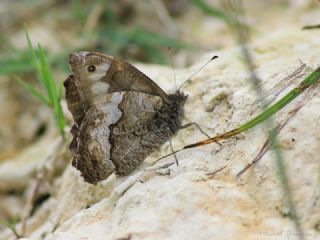 Aa Karamelei (Hipparchia statilinus)