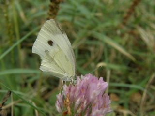 Byk Beyazmelek  (Pieris brassicae)