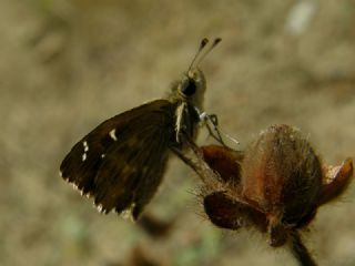 Hatmi Zpzp (Carcharodus alceae)