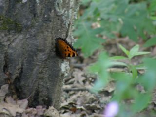 Karaaa Nimfalisi (Inachis polychloros)