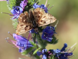 Hatmi Zpzp (Carcharodus alceae)