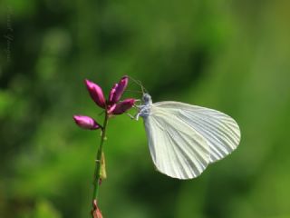 Narin Orman Beyaz (Leptidea sinapis)