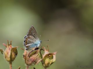 okgzl Meneke Mavisi (Polyommatus thersites)