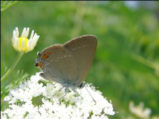 Minik Sevbeni (Satyrium acaciae)