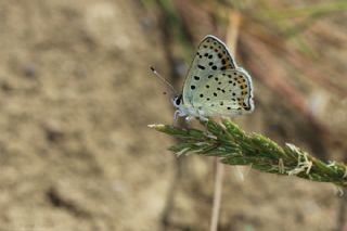 sli Bakr Gzeli (Lycaena tityrus)