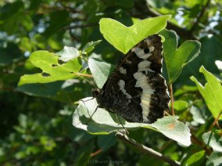 Kara Murat (Brintesia  circe)