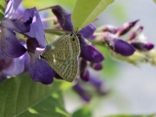 Lampides (Lampides boeticus)