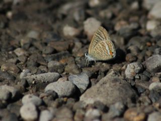Lampides (Lampides boeticus)