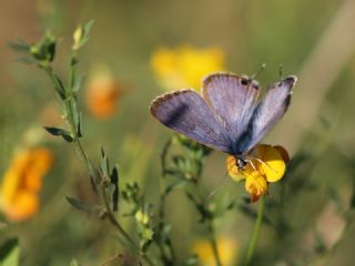 Lampides (Lampides boeticus)