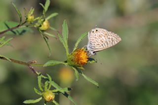 Mavi Zebra (Leptotes pirithous)