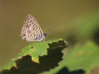 Mavi Zebra (Leptotes pirithous)