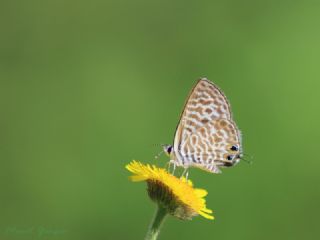 Mavi Zebra (Leptotes pirithous)
