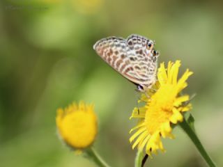 Mavi Zebra (Leptotes pirithous)