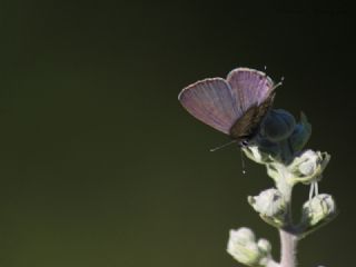 Mavi Zebra (Leptotes pirithous)