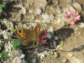 Esmerboncuk (Lasiommata maera)