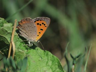 Benekli Bakr Gzeli (Lycaena phlaeas)