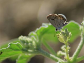 Mcevher Kelebei (Chilades trochylus)