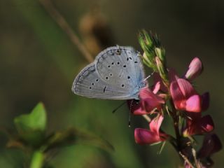 Fransz Everesi (Cupido alcetas)