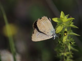 Anormal okgzl (Polyommatus admetus)