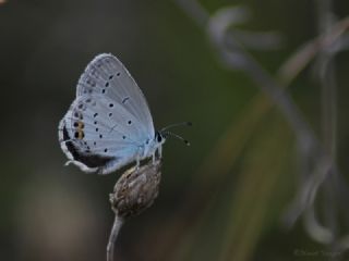 Everes (Cupido argiades)