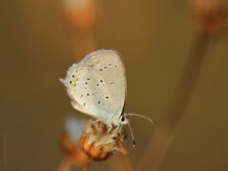 Everes (Cupido argiades)