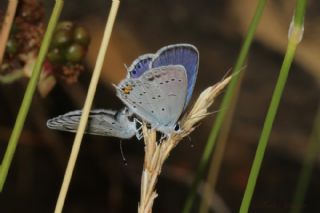 Everes&nbsp;(Cupido&nbsp;argiades)