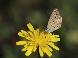 okgzl Mavi (Polyommatus icarus)