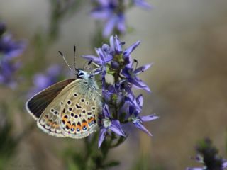 Gm Lekeli Esmergz (Plebejus argus)