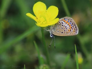 Gm Lekeli Esmergz (Plebejus argus)