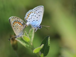 Gm Lekeli Esmergz (Plebejus argus)