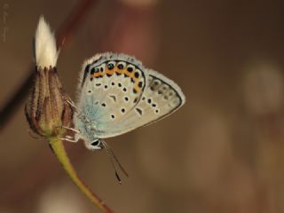 Gm Lekeli Esmergz (Plebejus argus)