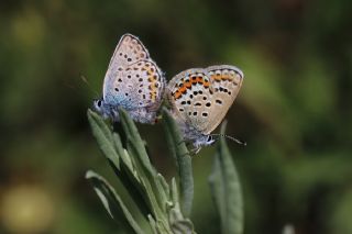 Gm Lekeli Esmergz (Plebejus argus)