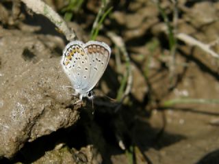 Gm Lekeli Esmergz (Plebejus argus)