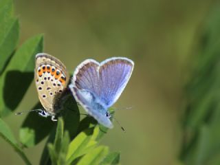 Gm Lekeli Esmergz (Plebejus argus)