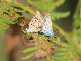 Gm Lekeli Esmergz (Plebejus argus)