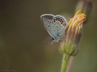 Gm Lekeli Esmergz (Plebejus argus)