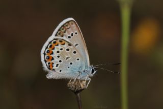 Gm Lekeli Esmergz (Plebejus argus)