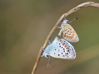Gm Lekeli Esmergz (Plebejus argus)