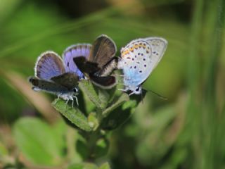 Gm Lekeli Esmergz (Plebejus argus)