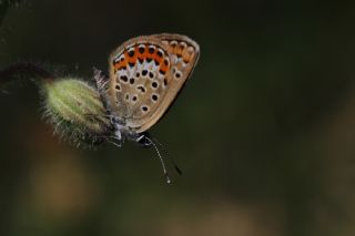 Gm Lekeli Esmergz (Plebejus argus)