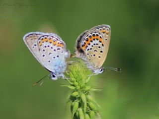 Gm Lekeli Esmergz (Plebejus argus)