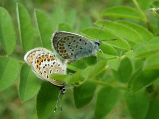 Gm Lekeli Esmergz (Plebejus argus)