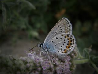 Gm Lekeli Esmergz (Plebejus argus)